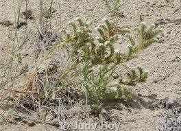 Attēlu rezultāti vaicājumam “Trichia ambigua stalked”