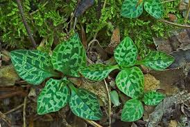 Attēlu rezultāti vaicājumam “Goodyera repens fruit”
