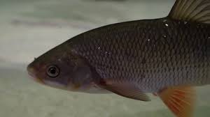 Image result for Squalius cephalus