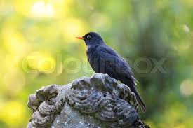 Attēlu rezultāti vaicājumam “Turdus merula male”