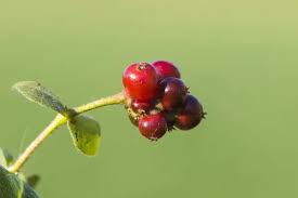 Attēlu rezultāti vaicājumam “Lonicera caprifolium fruit”