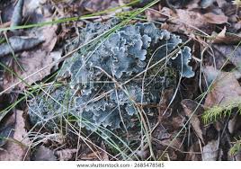 Attēlu rezultāti vaicājumam “Peltigera extenuata”