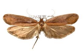 Attēlu rezultāti vaicājumam “Glyphipterigidae”