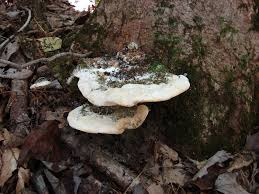 Attēlu rezultāti vaicājumam “Oxyporus”