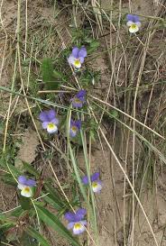 Attēlu rezultāti vaicājumam “Viola tricolor subsp. curtisii bud”