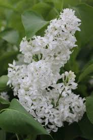 Attēlu rezultāti vaicājumam “Syringa vulgaris flower”