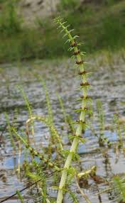 Attēlu rezultāti vaicājumam “Hippuridaceae”