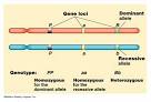 Just a Nice Girl: A is for Allele