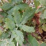 Attēlu rezultāti vaicājumam “Chelidonium majus leaf”