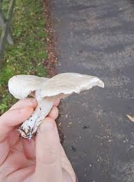 Attēlu rezultāti vaicājumam “Lepista sp.”