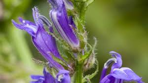 Attēlu rezultāti vaicājumam “Lobelia dortmanna flower”