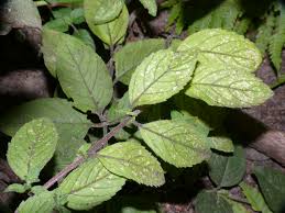 Attēlu rezultāti vaicājumam “Mentha x verticillata leaf”