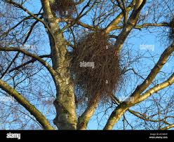 Attēlu rezultāti vaicājumam “Taphrina betulina”