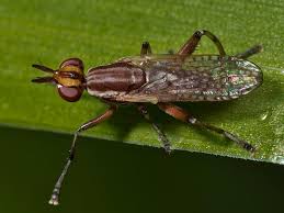 Attēlu rezultāti vaicājumam “Sciomyzidae”