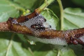 Attēlu rezultāti vaicājumam “Aphrophora nymph”