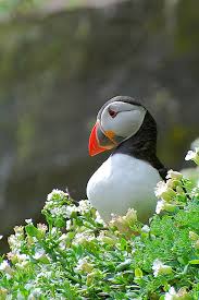 Image result for Fratercula arctica