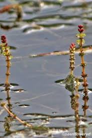 Attēlu rezultāti vaicājumam “Myriophyllum spicatum”
