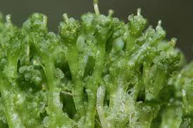 Attēlu rezultāti vaicājumam “Blasia pusilla”