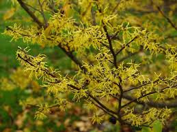 Attēlu rezultāti vaicājumam “Hamamelis virginiana”