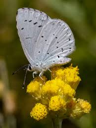 Attēlu rezultāti vaicājumam “Celastrina argiolus”