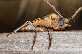 Attēlu rezultāti vaicājumam “Reticularia jurana macro”