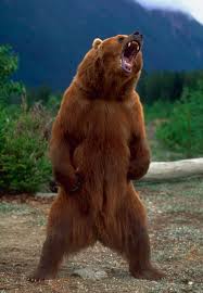 Image result for brown bear