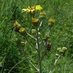 Attēlu rezultāti vaicājumam “Jacobaea paludosa flower”