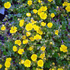 Attēlu rezultāti vaicājumam “Potentilla”