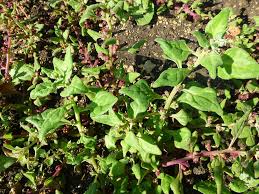 Image result for Neuseeländer Salat