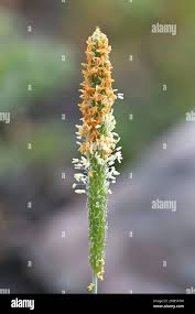 Attēlu rezultāti vaicājumam “Alopecurus aequalis flower”