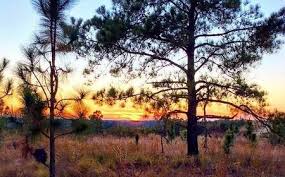 Image result for Lillington Bowling Club