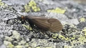 Attēlu rezultāti vaicājumam “Potamophylax”