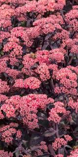 Attēlu rezultāti vaicājumam “Hylotelephium telephium flower”