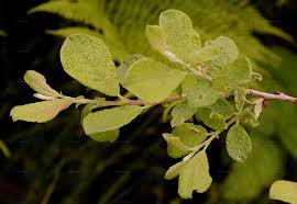 Attēlu rezultāti vaicājumam “Salix aurita”