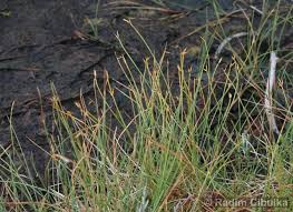 Attēlu rezultāti vaicājumam “Carex pauciflora”