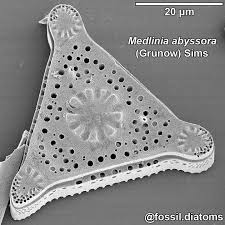 Attēlu rezultāti vaicājumam “Diachea subsessilis spores”