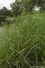 Attēlu rezultāti vaicājumam “Carex atherodes”