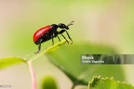 Attēlu rezultāti vaicājumam “Apoderus coryli”