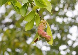 Attēlu rezultāti vaicājumam “Magnolia kobus fruit”