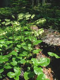 Attēlu rezultāti vaicājumam “Orthilia secunda fruit”