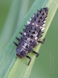 Attēlu rezultāti vaicājumam “Calvia decemguttata larva”