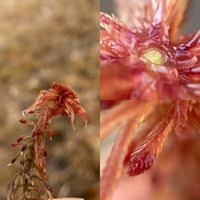 Attēlu rezultāti vaicājumam “Sphagnum warnstorfii”