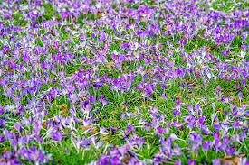 Attēlu rezultāti vaicājumam “Crocus vernus subsp. vernus”