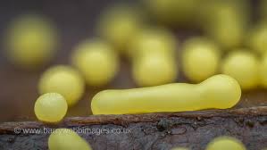 Attēlu rezultāti vaicājumam “Trichia ambigua stalked”