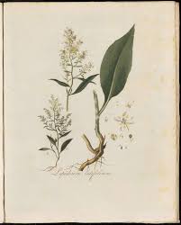 Attēlu rezultāti vaicājumam “Lepidium latifolium leaf”