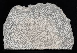 Attēlu rezultāti vaicājumam “Halysites”