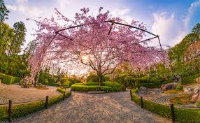 Image result for japanese gardens...