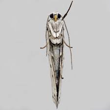 Attēlu rezultāti vaicājumam “Yponomeuta malinellus / cagnagella”