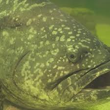 Image result for Epinephelus itajara