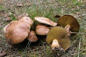 Attēlu rezultāti vaicājumam “Suillus bovinus”